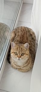 Красавица Миа, породы скоттиш-страйт