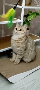 Красавица Миа, породы скоттиш-страйт