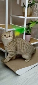 Красавица Миа, породы скоттиш-страйт