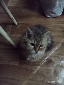 Ласковая, спокойная, культурная кошка в добрые руки