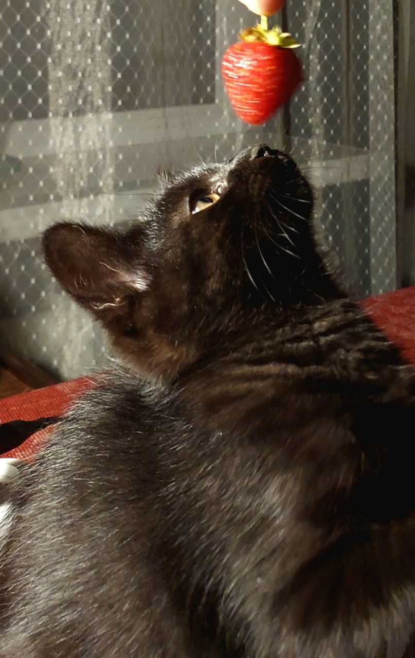 Чорно-шоколадне Норкове Кошеня