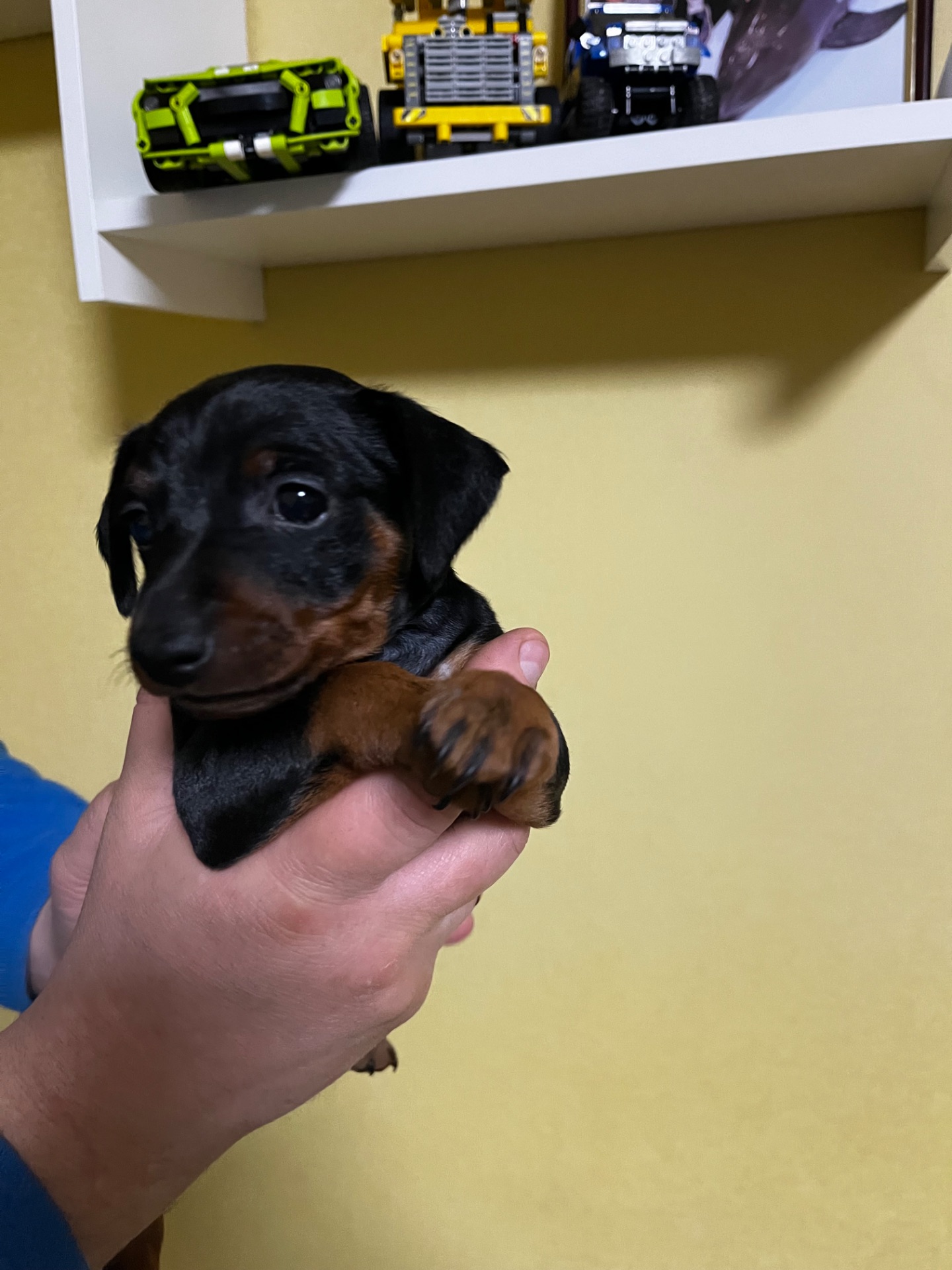 Цуценятко Цвенгпінчера