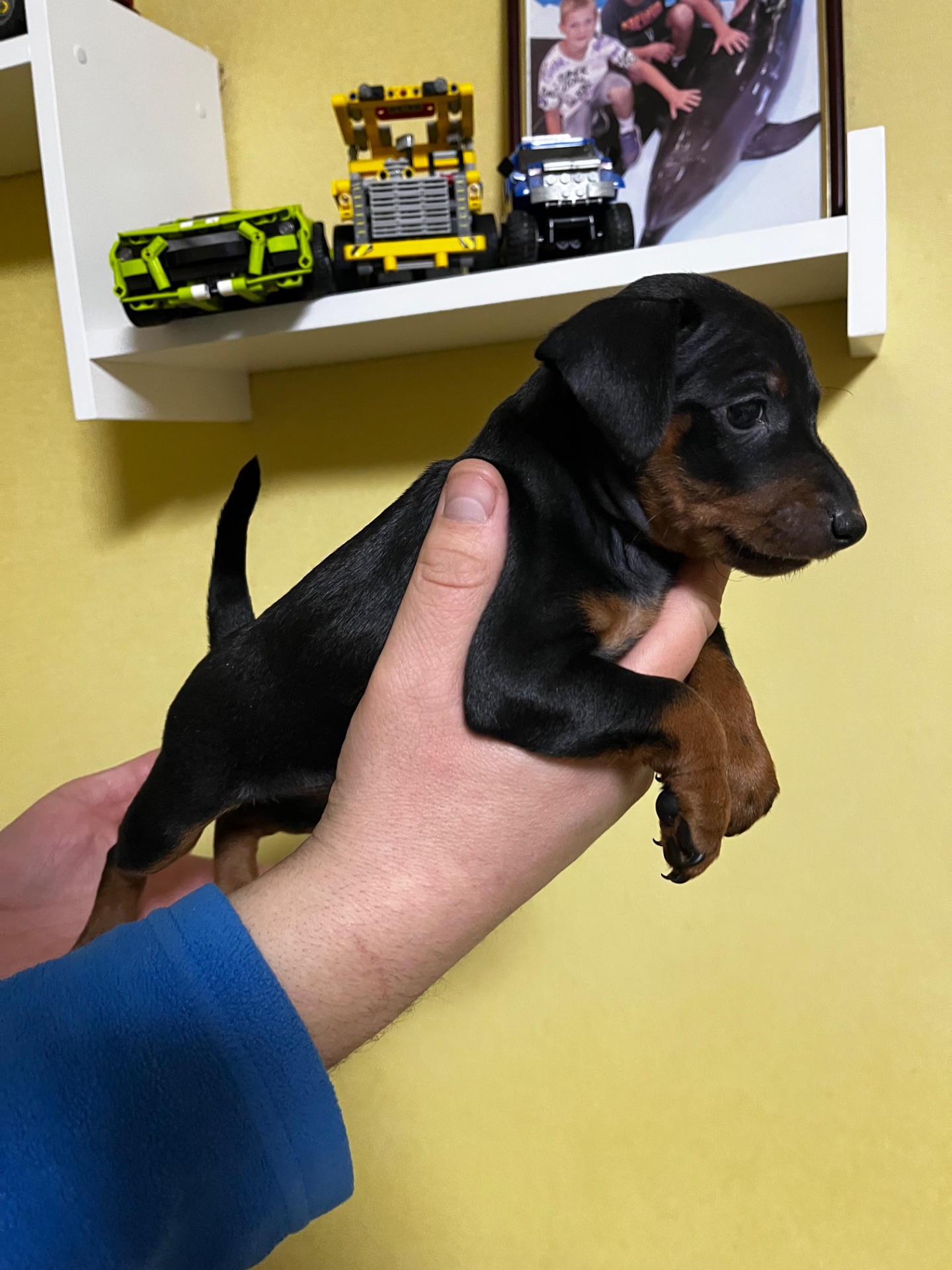 Цуценятко Цвенгпінчера