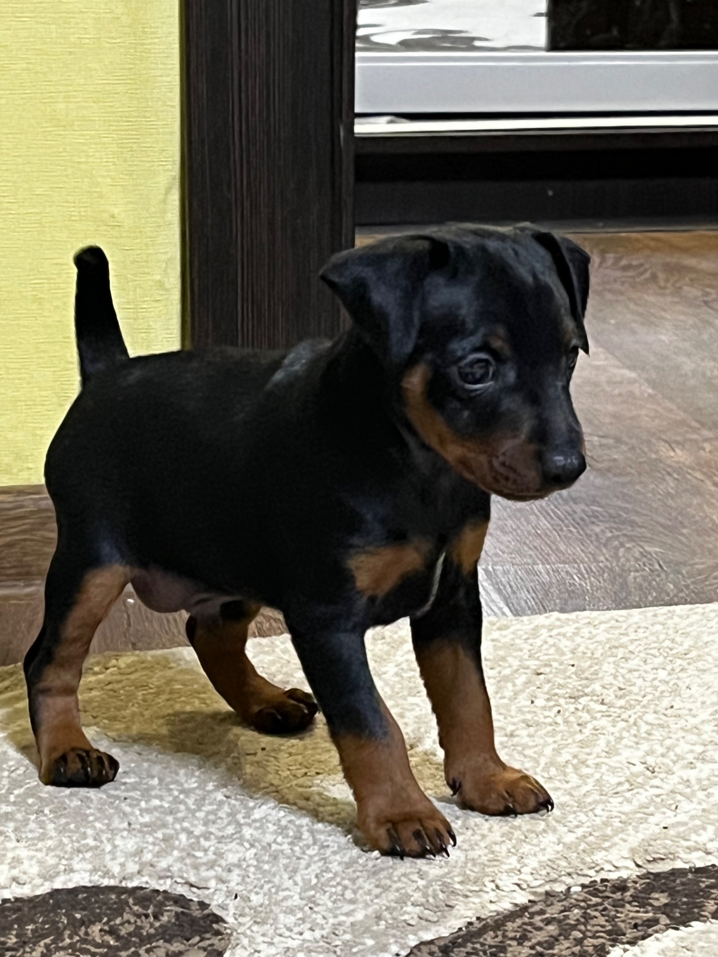 Цуценятко Цвенгпінчера