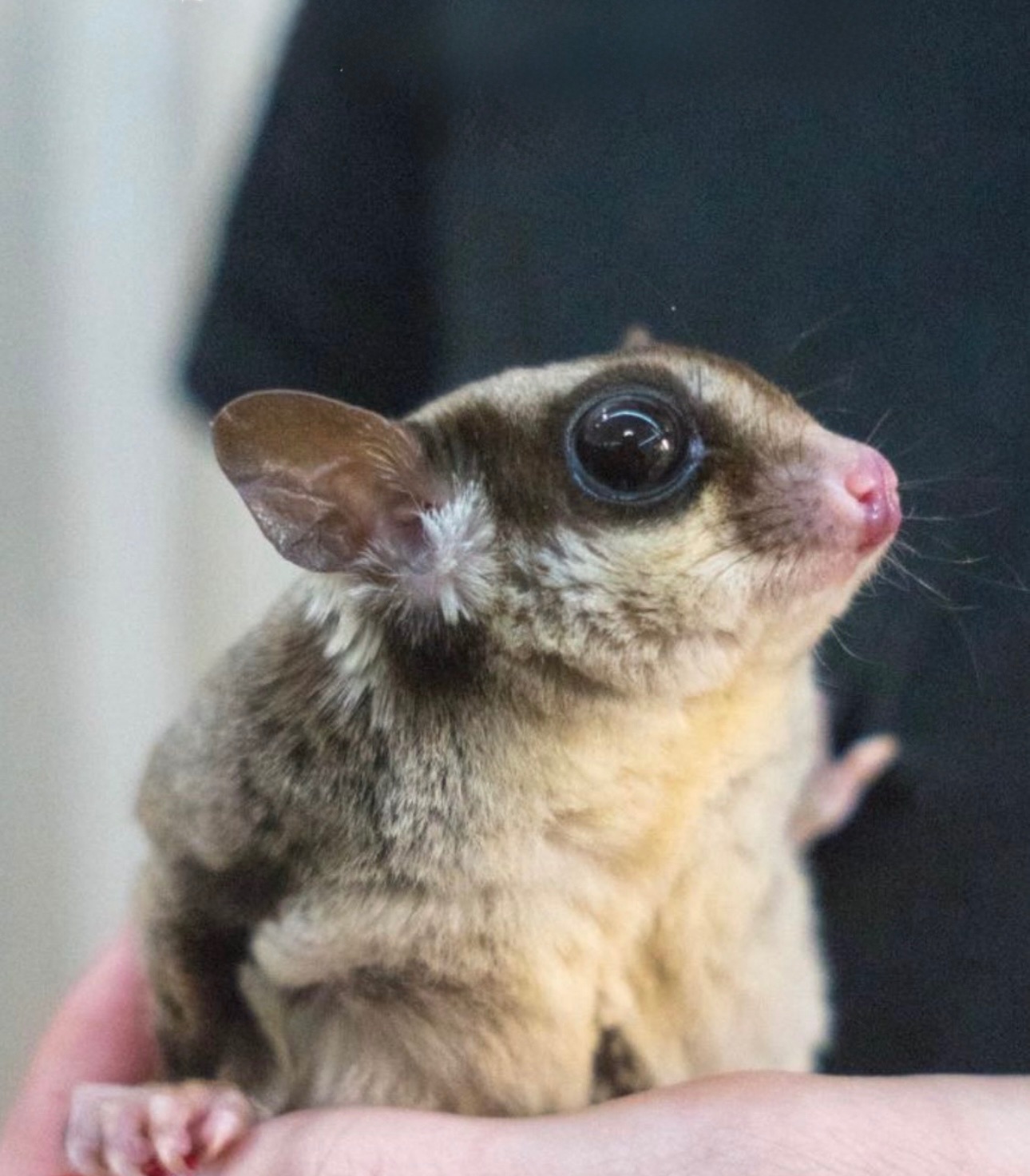 Цукровий посум або білка летяга