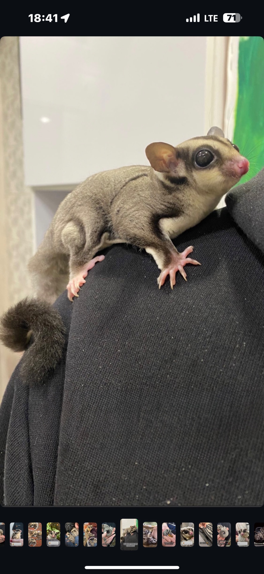 Цукровий посум або білка летяга