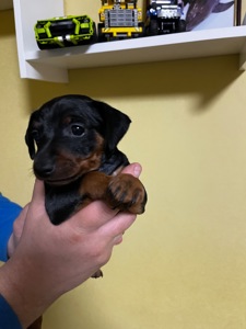 Цуценятко Цвенгпінчера