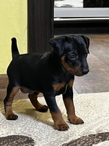 Цуценятко Цвенгпінчера