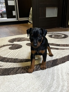 Цуценятко Цвенгпінчера