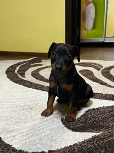 Цуценятко Цвенгпінчера