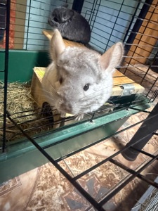 Шиншили хлопчик сірий та дівчинка бежева