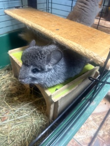 Шиншили хлопчик сірий та дівчинка бежева