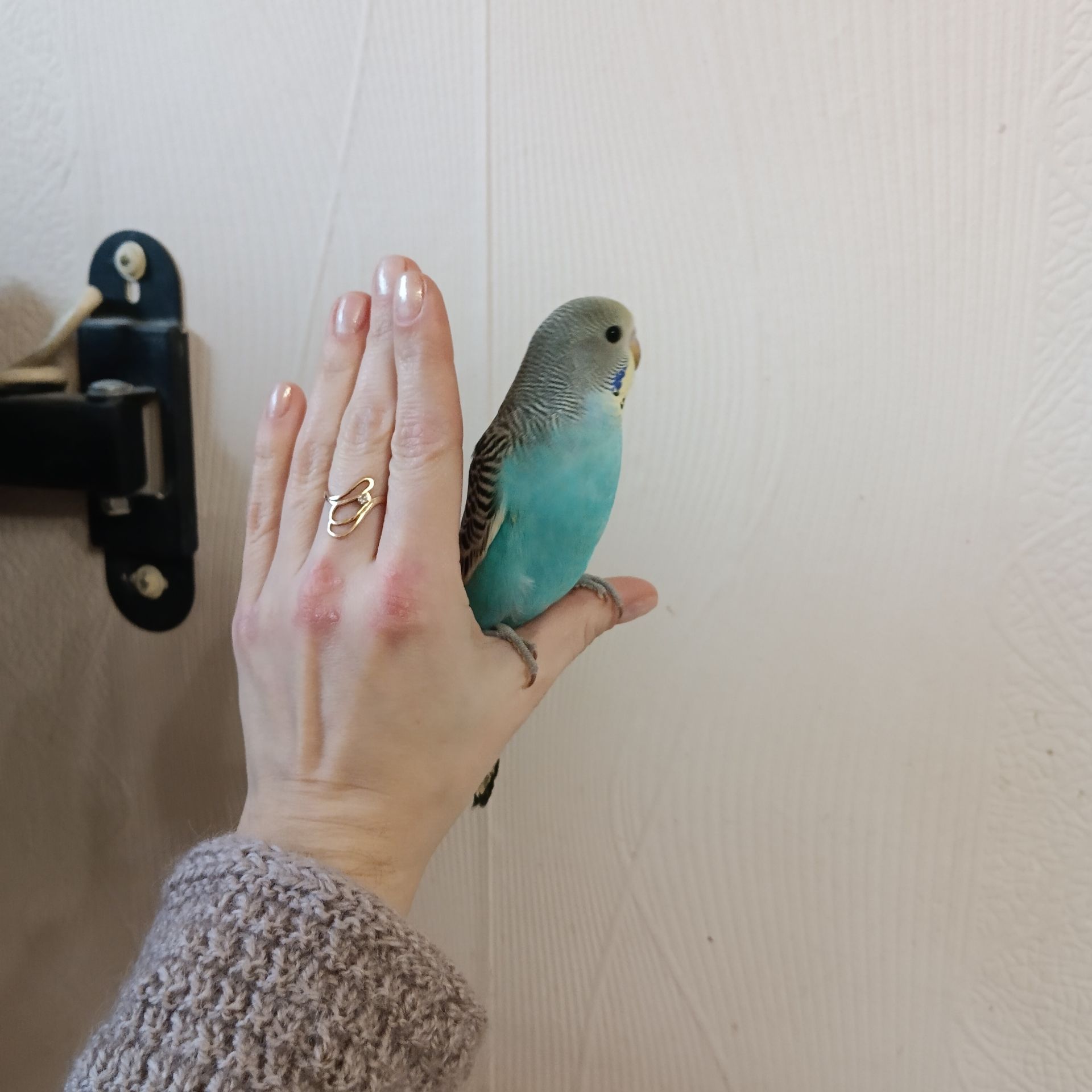 Хвилястий папуга