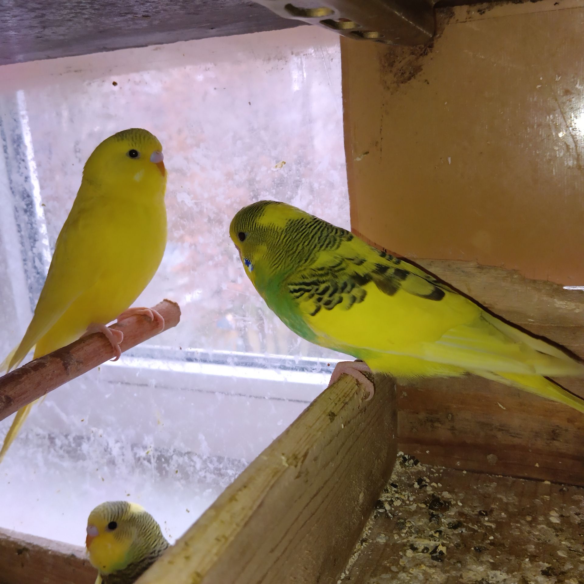 Хвилястий папуга