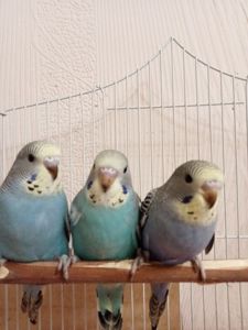 Хвилястий папуга