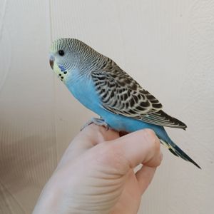 Хвилястий папуга