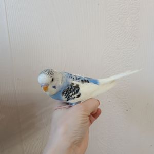 Хвилястий папуга