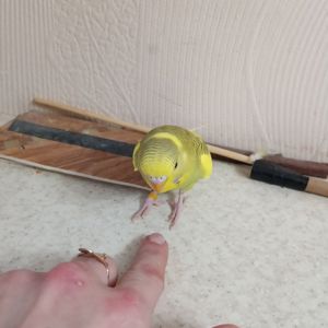 Хвилястий папуга