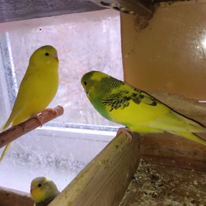 Хвилястий папуга