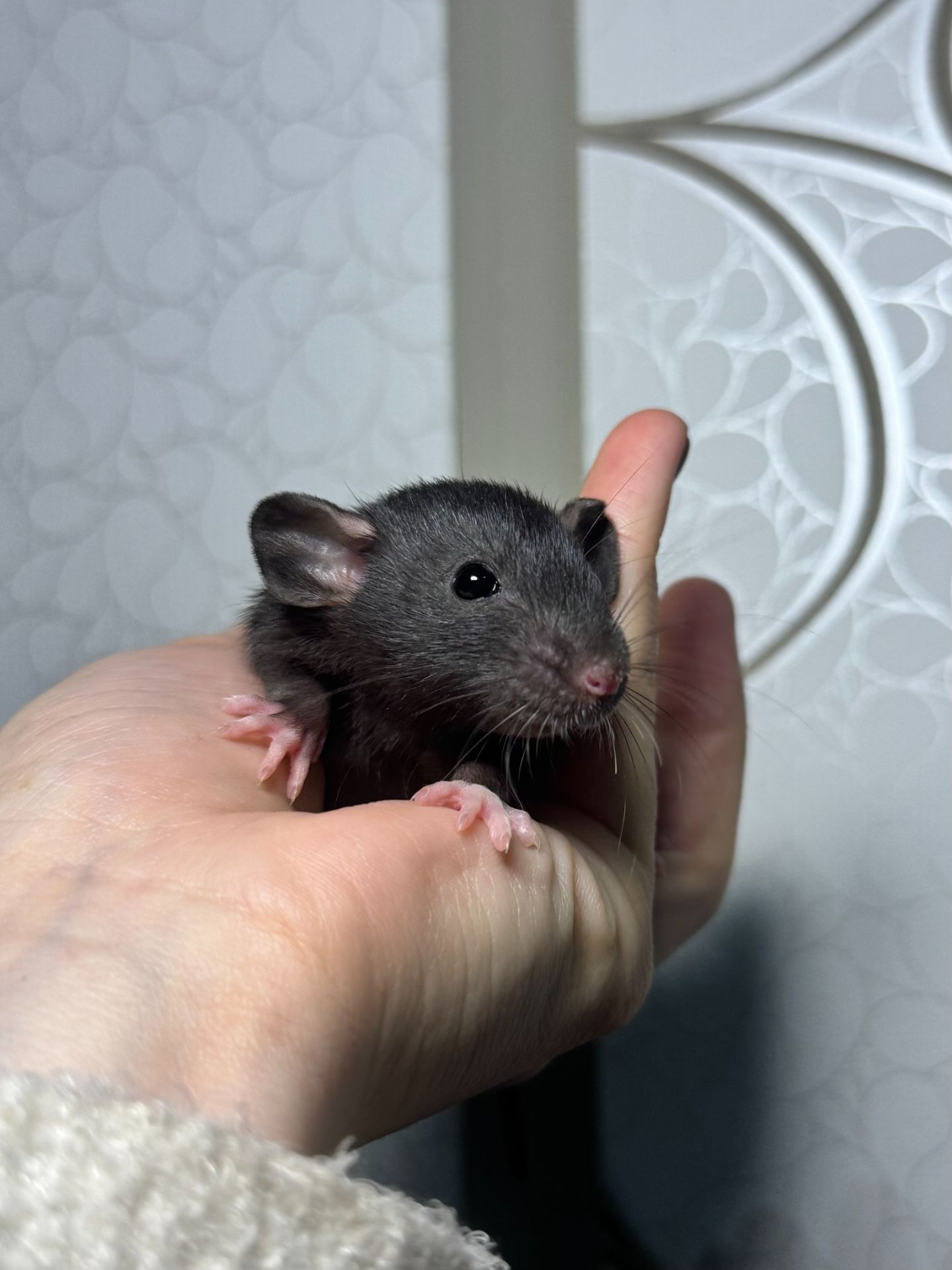 Молоді пацючки дамбо коричневого та чорного забарвлення