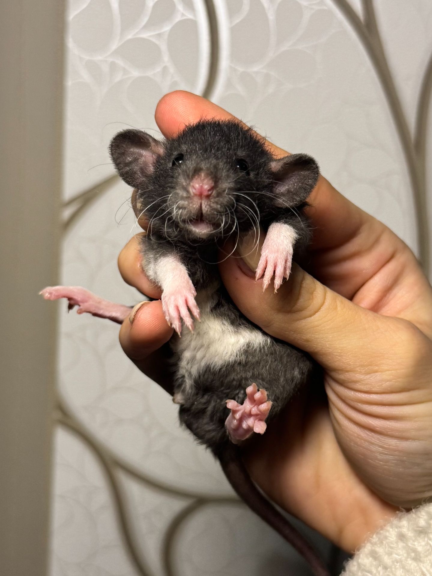 Молоді пацючки дамбо коричневого та чорного забарвлення