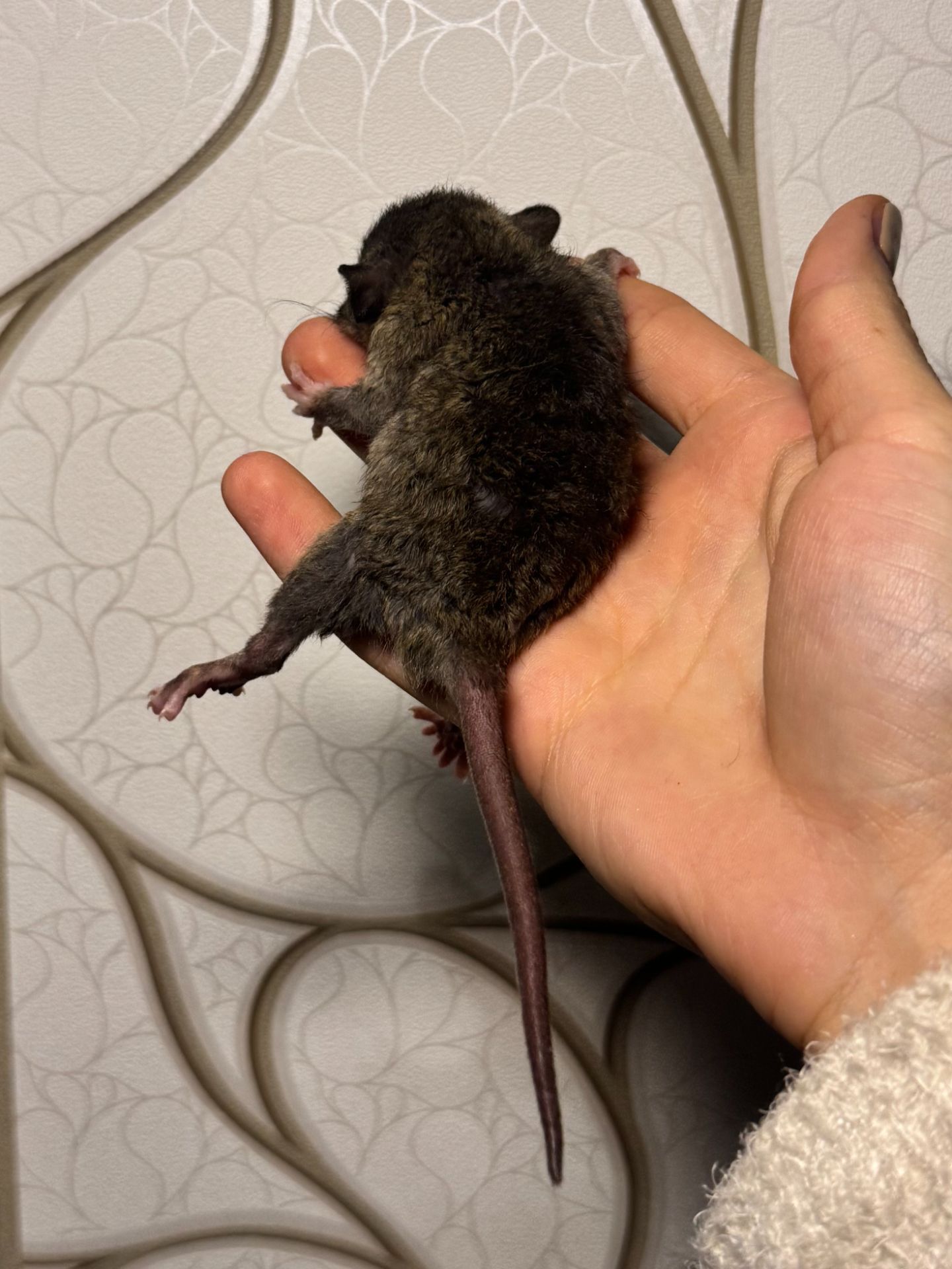 Молоді пацючки дамбо коричневого та чорного забарвлення