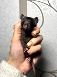 Молоді пацючки дамбо коричневого та чорного забарвлення