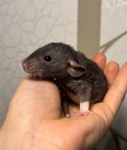 Молоді пацючки дамбо коричневого та чорного забарвлення