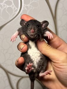 Молоді пацючки дамбо коричневого та чорного забарвлення