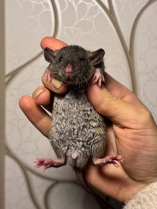 Молоді пацючки дамбо коричневого та чорного забарвлення