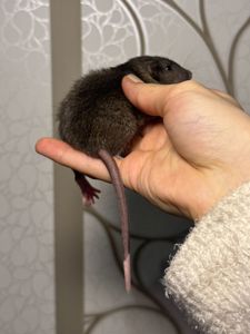 Молоді пацючки дамбо коричневого та чорного забарвлення