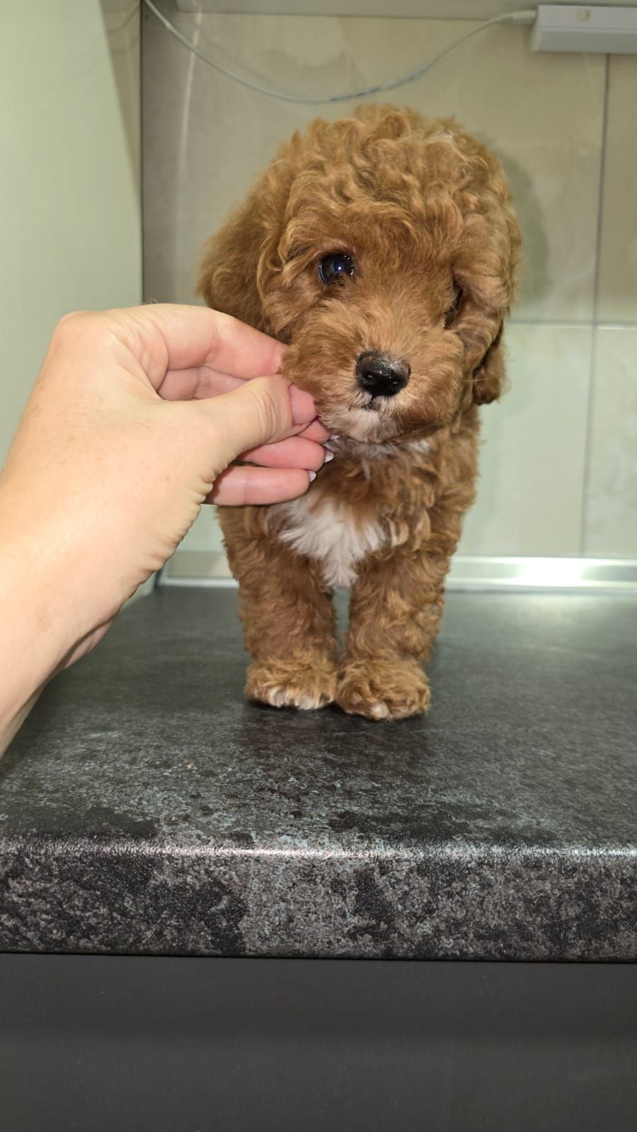 Цуценята мальтіпу Ф2