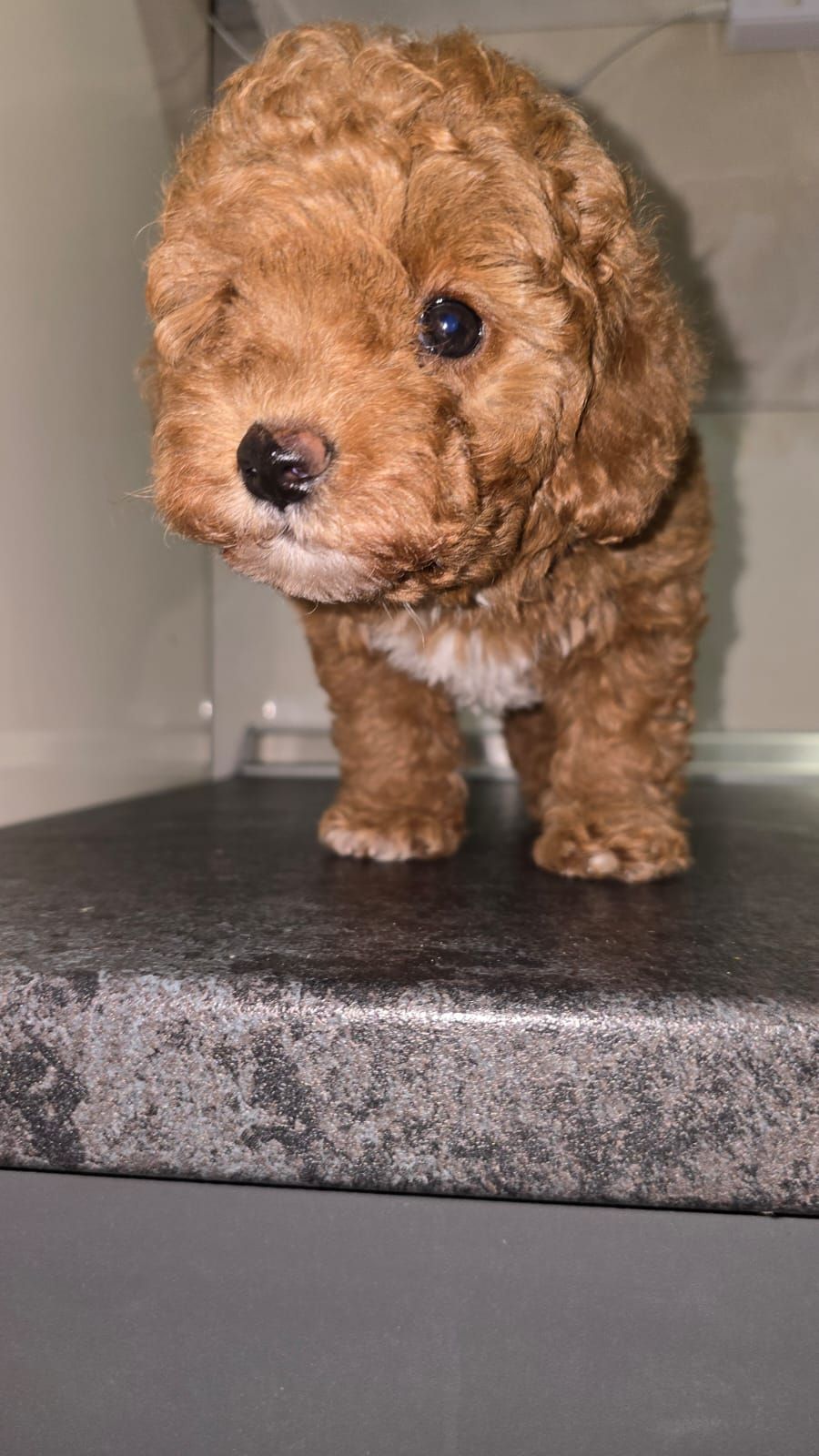 Цуценята мальтіпу Ф2