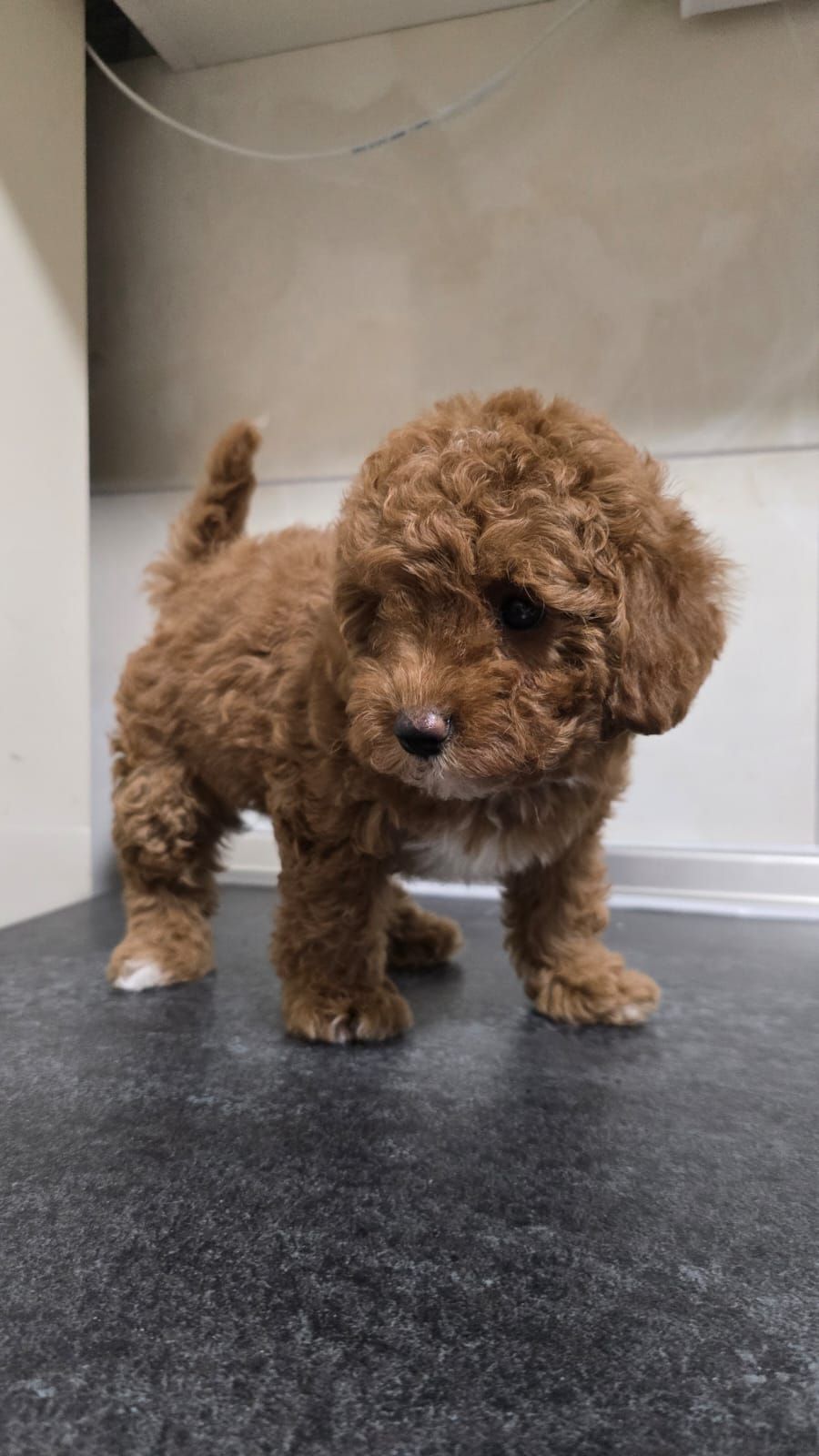 Цуценята мальтіпу Ф2