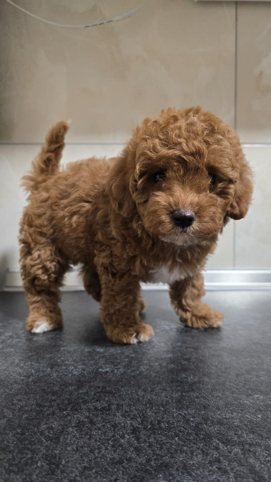 Цуценята мальтіпу Ф2