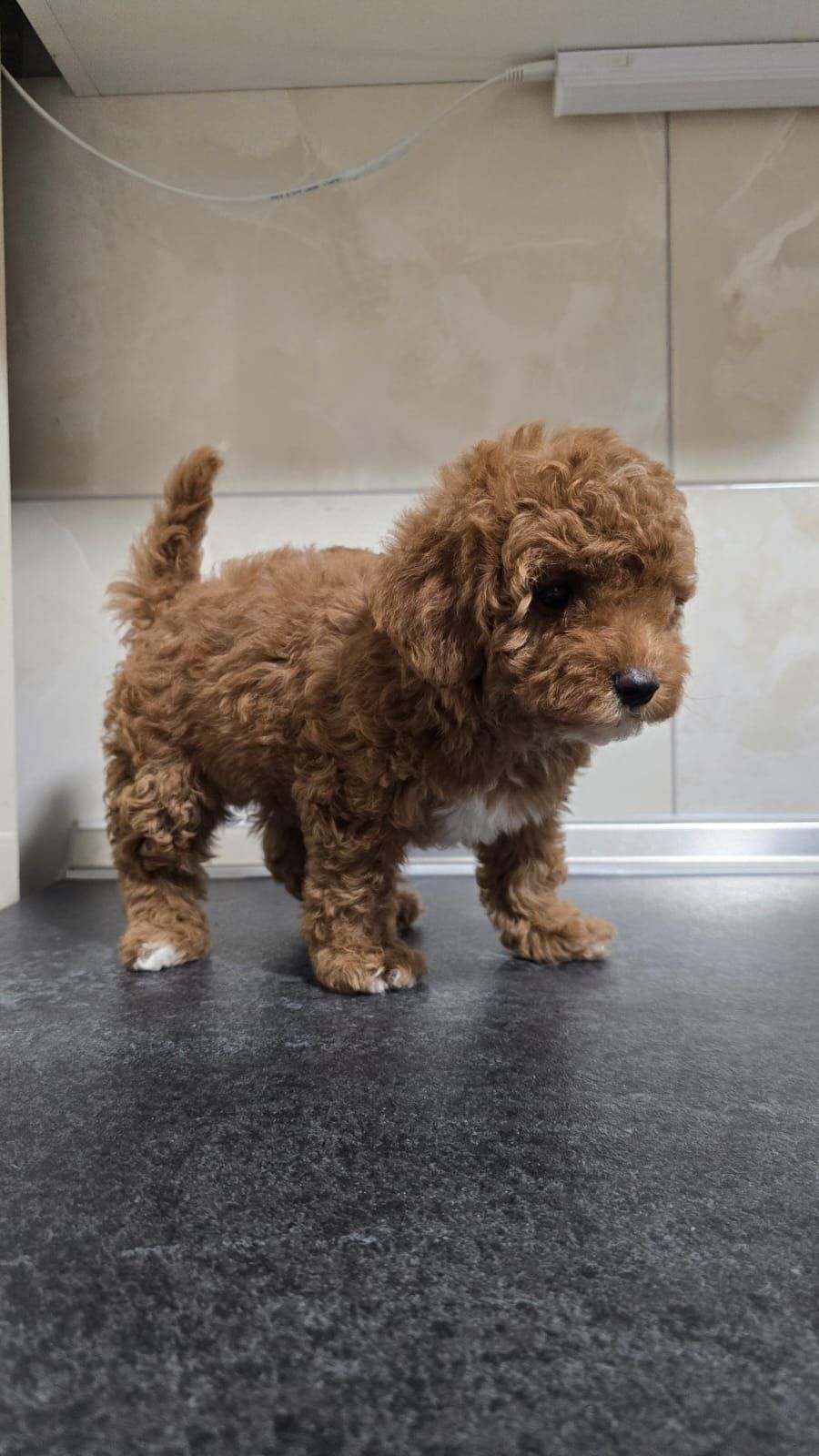 Цуценята мальтіпу Ф2