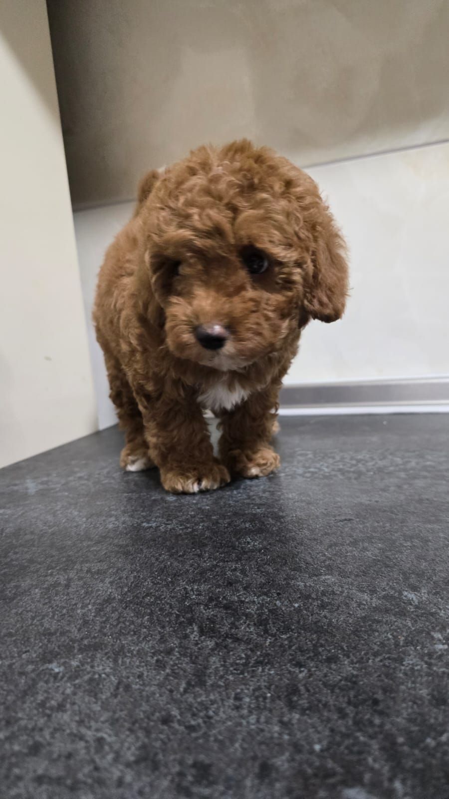 Цуценята мальтіпу Ф2