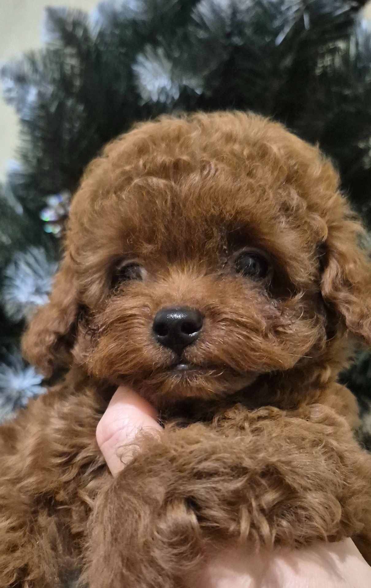 Хлопчик той пуделя