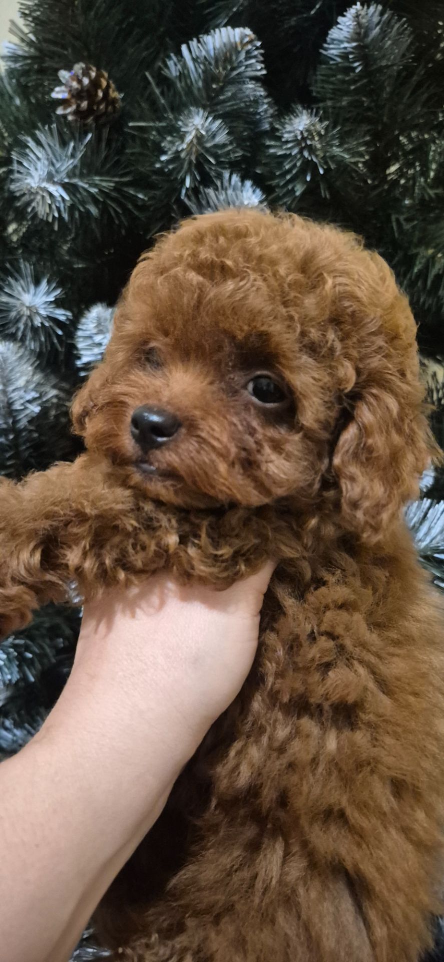 Хлопчик той пуделя