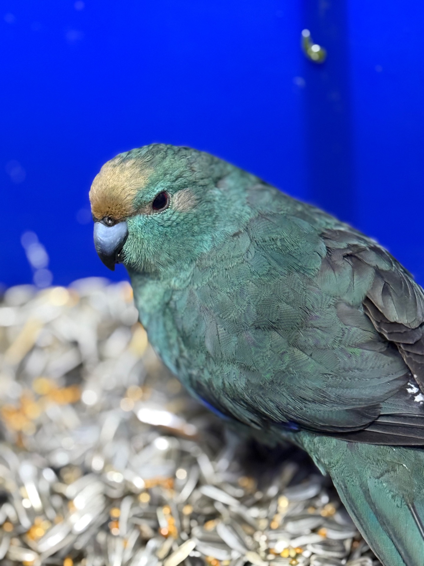 Попугай какарик ручные птенцы )