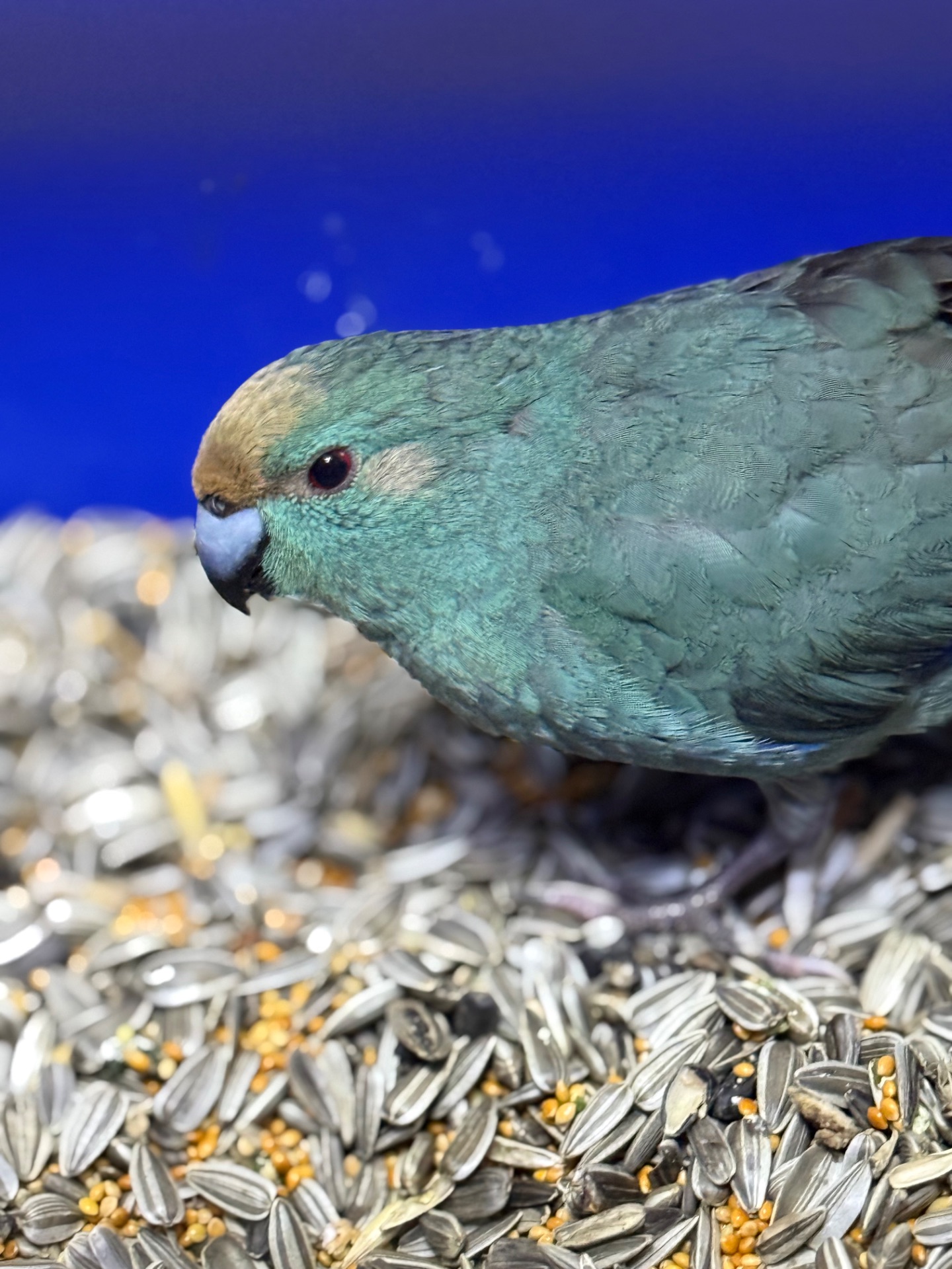 Попугай какарик ручные птенцы )