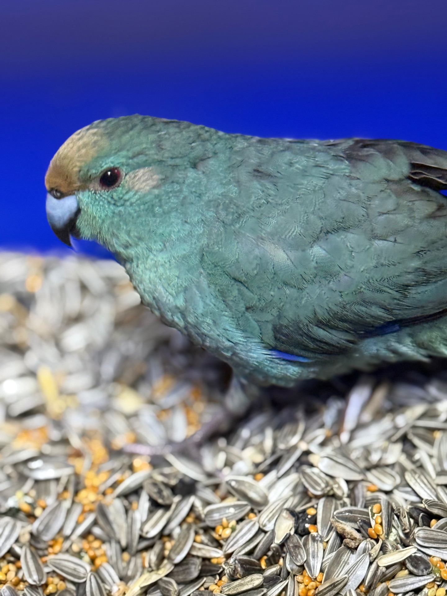 Попугай какарик ручные птенцы )