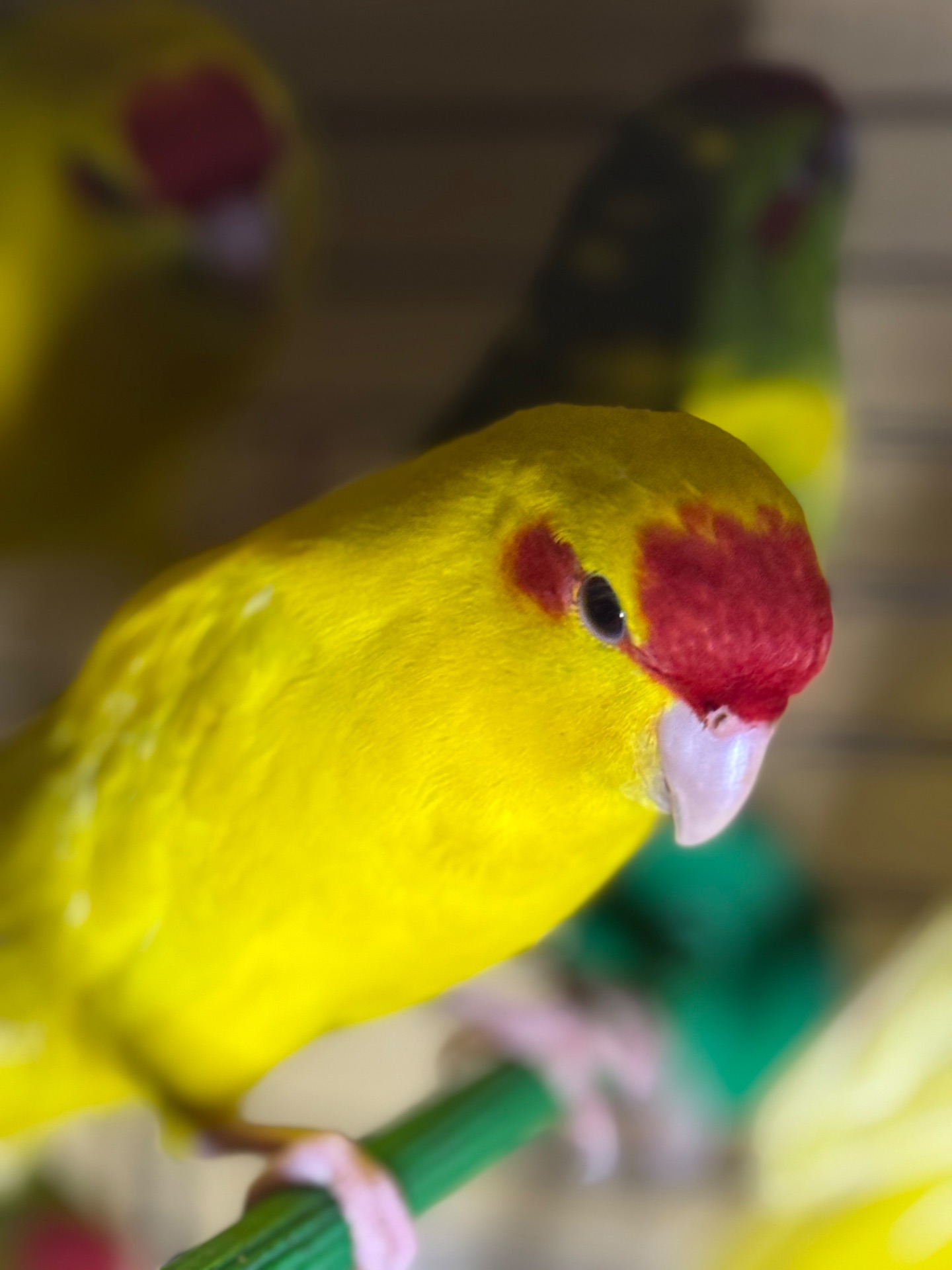 Желтые синие и зеленые птенцы Какарики