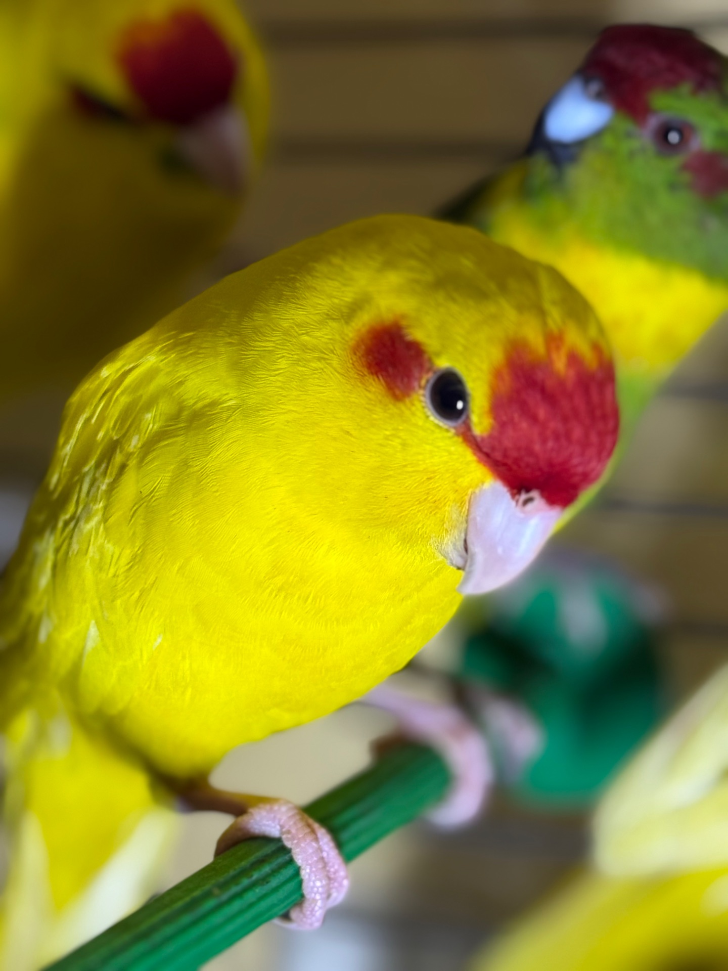 Желтые синие и зеленые птенцы Какарики