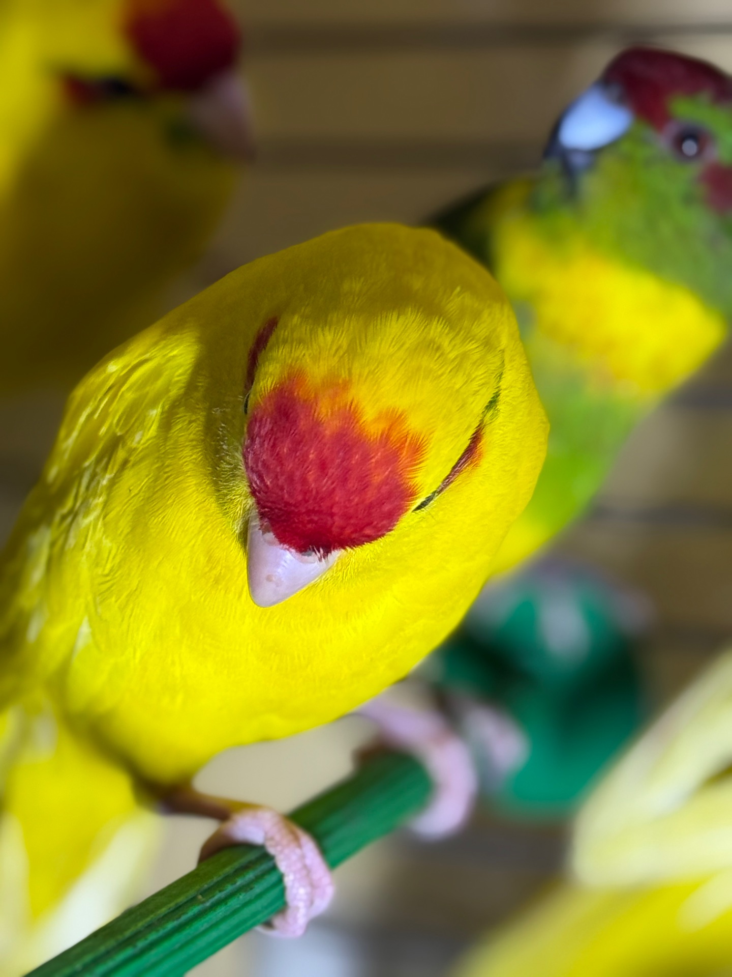 Желтые синие и зеленые птенцы Какарики