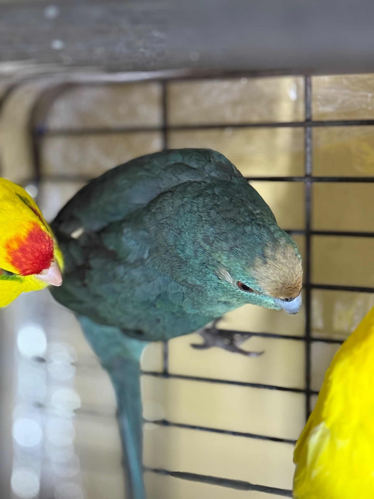 Синие попугаи Какарики молоденькие и другие цвета