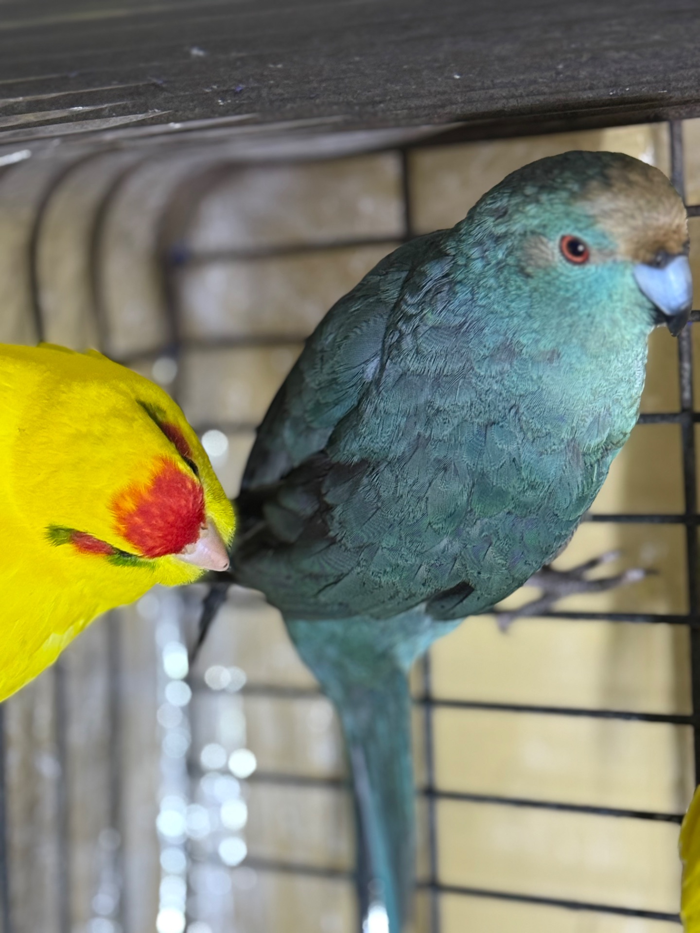 Синие попугаи Какарики молоденькие и другие цвета