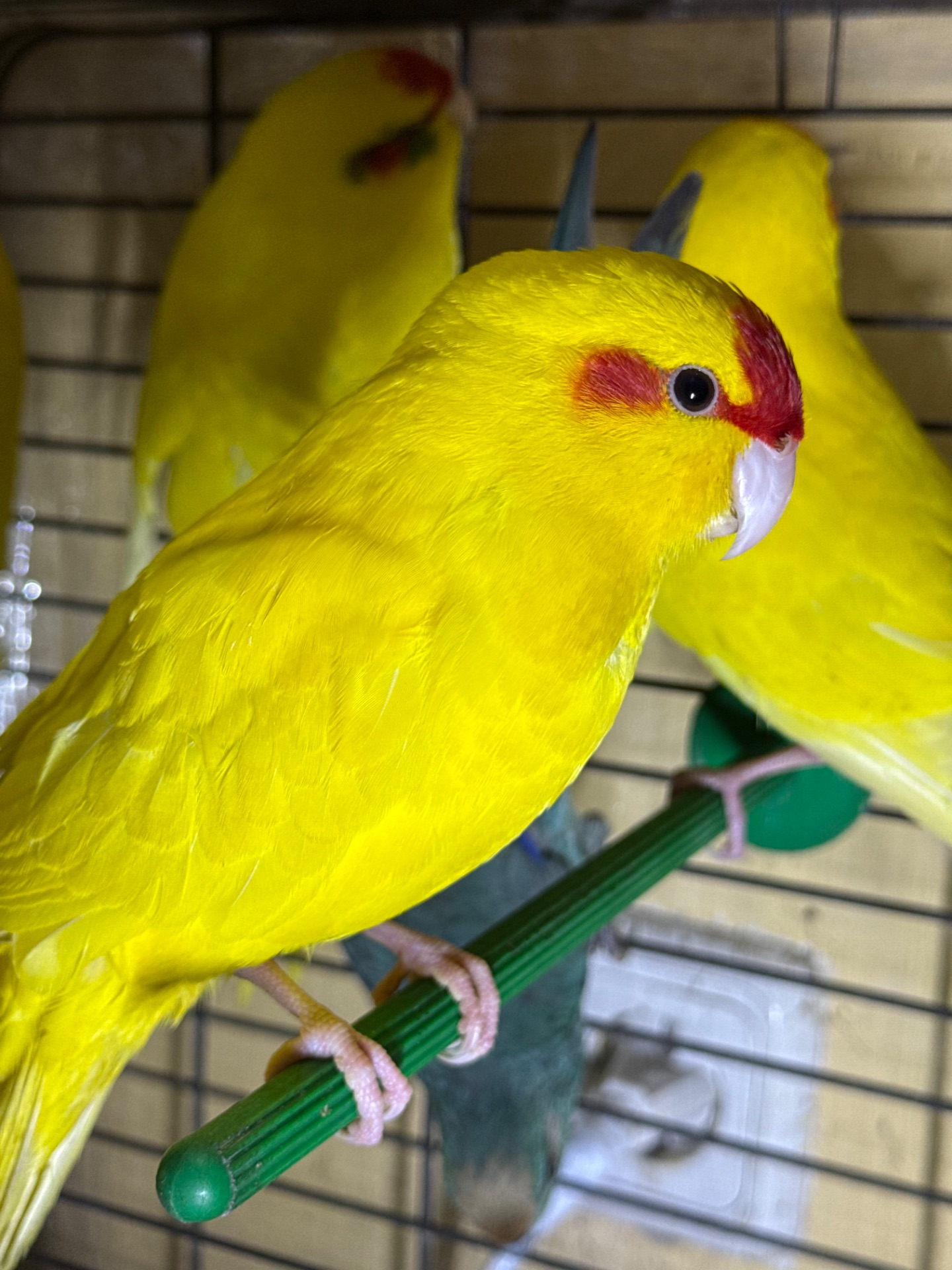 Попугай Какарик, синие, желтые и зеленые