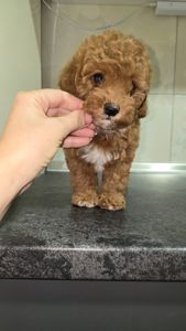 Цуценята мальтіпу Ф2