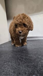 Цуценята мальтіпу Ф2